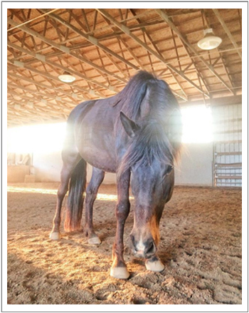 horse photo